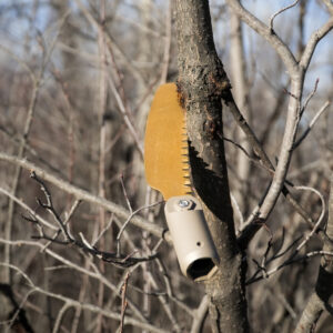 Saw Blade
